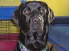 Labrador Retriever Foto: Sniper, wer sonst! (ID 17798) Labrador Retriever Hund