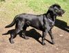 Labrador Retriever Hund