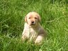Labrador Retriever Hund