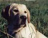 Labrador Retriever Foto: Mein Duke, der hübscheste Labrador Rüde (ID 23156) Labrador Retriever Hund