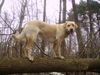 Labrador Retriever Foto: Hoffentlich fall ich nicht runter (ID 31257) Labrador Retriever Hund