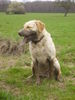 Labrador Retriever Foto: Oh da bin ich wohl ein bisschen dreckig geworden *g* (ID 31254) Labrador Retriever Hund