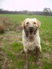 Labrador Retriever Foto: Oh da bin ich wohl ein bisschen dreckig geworden *g* (ID 31255) Labrador Retriever Hund