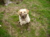Labrador Retriever Foto: Oh da bin ich wohl ein bisschen dreckig geworden *g* (ID 31256) Labrador Retriever Hund
