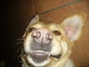 Labrador Retriever Foto: Ich bin so entspannt wie nie (ID 30393) Labrador Retriever Hund