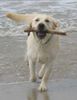 Labrador Retriever Hund