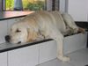 Labrador Retriever Hund