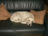 Labrador Retriever Foto: Eisi is sooo müde... (ID 9367) Labrador Retriever Hund