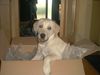 Labrador Retriever Foto: Eisi (ICE CUBE) im Karton (ID 9365) Labrador Retriever Hund