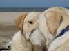 Labrador Retriever Hund