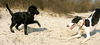 Labrador Retriever Foto: Labbiwelpe und Galgo im Spiel (ID 38456) Labrador Retriever Hund
