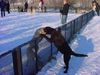 Labrador Retriever Foto: Elli (rechts) und ihr Freund Ben (ID 8550) Labrador Retriever Hund