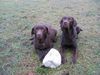 Labrador Retriever Foto: Elli (rechts) und ihre Mama (ID 8551) Labrador Retriever Hund