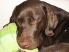 Labrador Retriever Foto: Unsere süße Elli-Maus (ID 8533) Labrador Retriever Hund