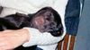 Labrador Retriever Hund