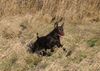 Labrador Retriever Hund