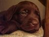 Labrador Retriever Hund