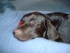 Labrador Retriever Hund