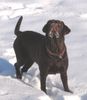 Labrador Retriever Hund