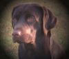 Labrador Retriever Hund