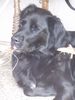 Labrador Retriever Foto: Mandy beim Entspannen (ID 24005) Labrador Retriever Hund