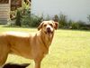 Labrador Retriever Foto: Nun Herrchen,wirf schon den Ball. (ID 31021) Labrador Retriever Hund