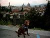Labrador Retriever Foto: Tango in Florenz (ID 6064) Labrador Retriever Hund