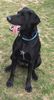 Labrador Retriever Foto: Labi-Mix Knoxville (ID 3509) Labrador Retriever Hund