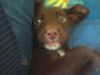 Labrador Retriever Foto: bobby (labrador-mix) auf'm sofa (ID 8711) Labrador Retriever Hund
