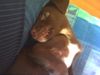 Labrador Retriever Foto: bobby (labrador-mix) auf\'m sofa (ID 8712) Labrador Retriever Hund