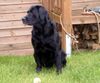 Labrador Retriever Foto: unsere 10jährige Franka (ID 12846) Labrador Retriever Hund