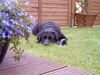Labrador Retriever Foto: Franziska v. Brunswick (9 J.) (ID 6328) Labrador Retriever Hund