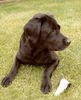 Labrador Retriever Foto: unsere 10jährige Franka (ID 12845) Labrador Retriever Hund