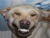 Labrador Retriever Foto: Cosmo, 18 Monate, was gibt´s hier zu lachen?? (ID 35717) Labrador Retriever Hund