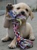 Labrador Retriever Hund