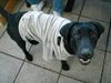 Labrador Retriever Hund
