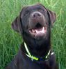 Labrador Retriever Hund