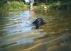 Labrador Retriever Hund