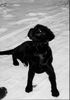 Labrador Retriever Hund