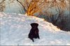 Labrador Retriever Hund