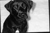 Labrador Retriever Hund