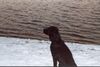 Labrador Retriever Hund