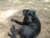 Labrador Retriever Foto: Luna am Grunewaldsse in Berlin (ID 23009) Labrador Retriever Hund