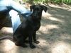 Labrador Retriever Foto: Luna am Grunewaldsse in Berlin (ID 23008) Labrador Retriever Hund