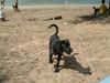 Labrador Retriever Foto: Luna am Grunewaldsse in Berlin (ID 23007) Labrador Retriever Hund