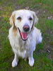 Labrador Retriever Foto: Guckt mal wie ich lachen kann! (ID 32366) Labrador Retriever Hund