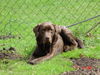 Labrador Retriever Foto: Hast Du einen Jogger verschluckt (ID 25941) Labrador Retriever Hund