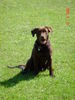Labrador Retriever Foto (ID 25946) Labrador Retriever Hund