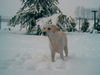 Labrador Retriever Foto (ID 35916) Labrador Retriever Hund