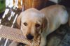 Labrador Retriever Foto: Henry mit 9 Wochen (ID 30766) Labrador Retriever Hund
